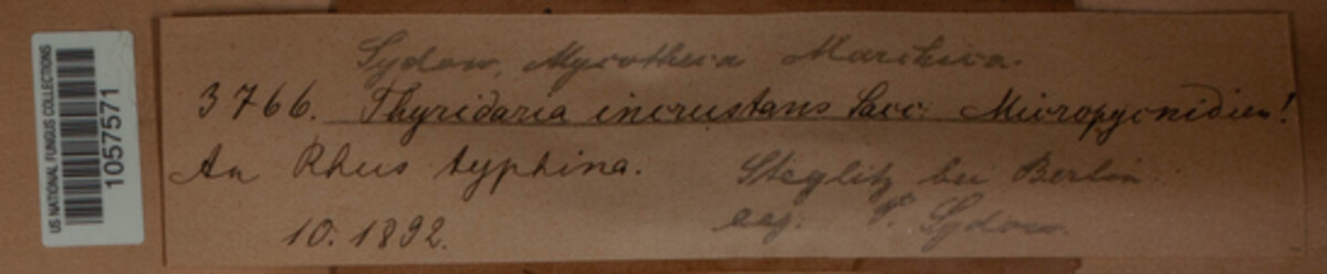 Thyridaria broussonetiae image